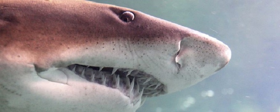 How Many Teeth Do Sharks Have Nausicaa